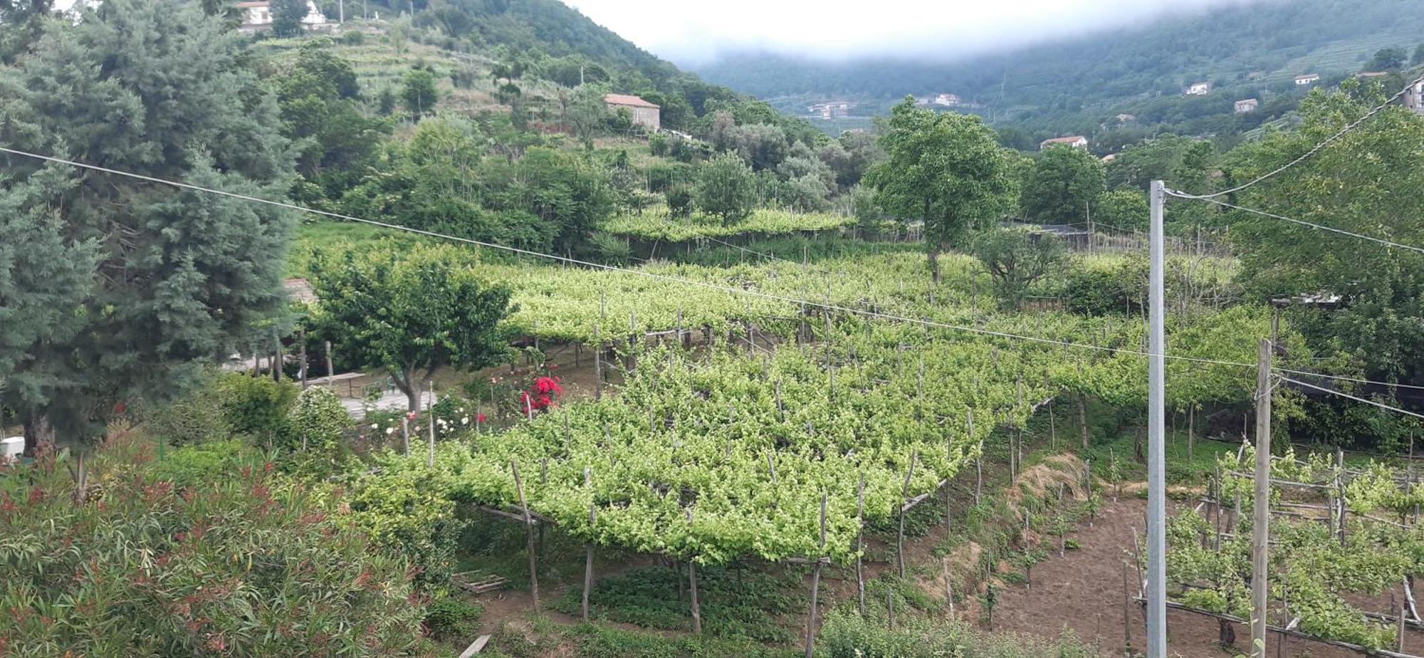 Agriturismo Mare e Monti Affittacamere Tramonti Esterno foto