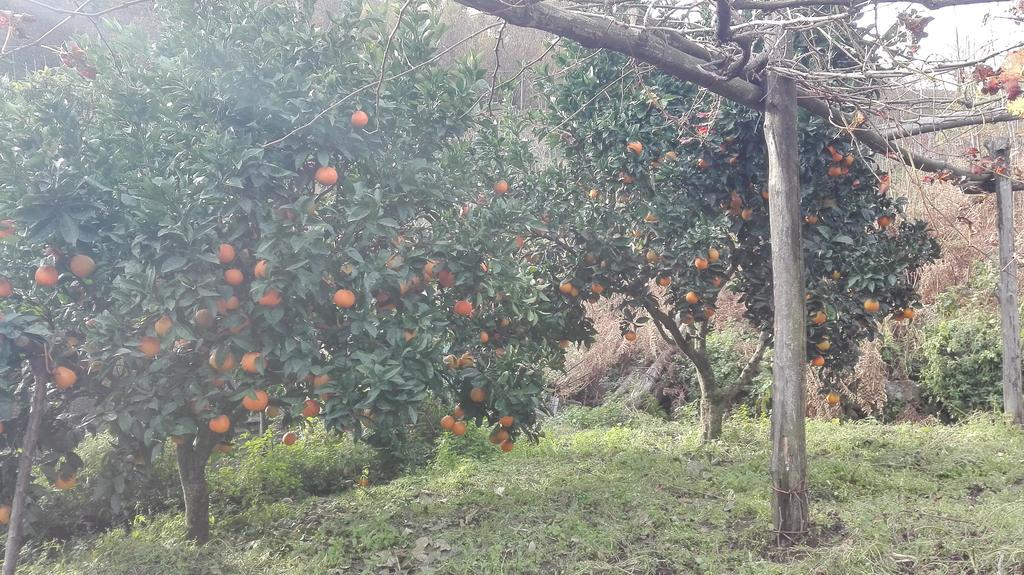 Agriturismo Mare e Monti Affittacamere Tramonti Esterno foto